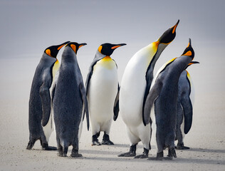 Fototapeta premium King Penguins Display