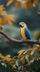 Obraz premium A blue and yellow macaw parrot is perched on a tree branch