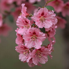 Obraz premium Pink, flowering shrub in a magical garden setting