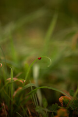 ladybird on a leaf