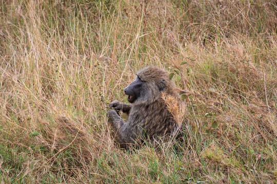 adult olive baboon or papio anubis sitting in serengeti savanna