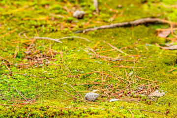 Obraz premium Kenrokuen Garden, Kanazawa, Japan
