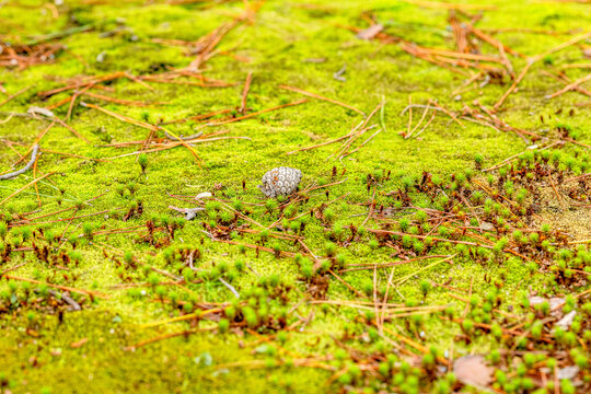 Kenrokuen Garden, Kanazawa, Japan