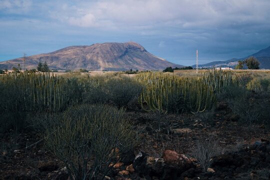 Vulkanische Landschaft auf Teneriffa mit Kakteen und Bergen unter bew&ouml;lktem Himmel