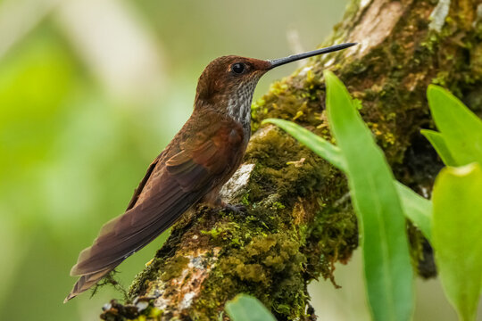 Colibris de Colombia