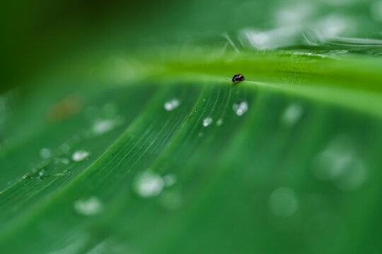 Gotas de agua
