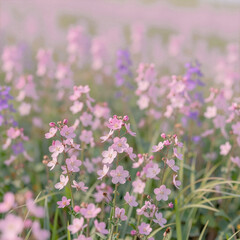 Fototapeta premium Dreamy meadow with soft pastel pink and purple flowers