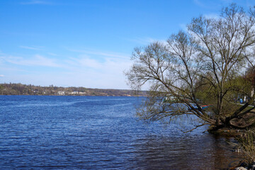 Tree leaning over riverbank under clear blue sky