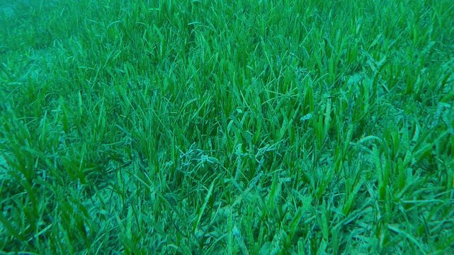 Top view, camera moves forward over seagrass bed covered with green Sickle-leaved Cymodocea seagrass, Thalassodendron ciliatum in sun glare, Slow motion 