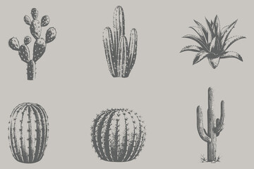 Fototapeta premium Engraving style Prickly Pear Cactus, Barrel, Saguaro, Aloe Vera, Fairy, Ball Cactus vector illustration. Collection of different varieties of cacti. Set of desert plants. Eps 10
