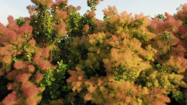 Colorful Smoke Bush in Bloom: drone view along a road in Bulgaria.