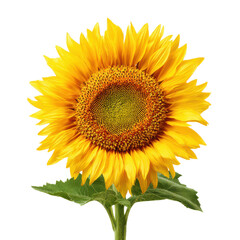 Fototapeta premium Vibrant Sunflower with Green Leaves on a Black Background yellow bloom