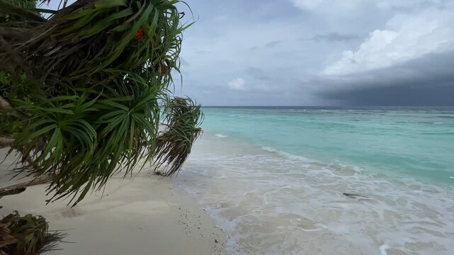 Tropical beach of the Indian Ocean, Ukulhas Island, Maldives, pandanus fruits with green tree leaves, cloudy dark sky, waves on the sandy coast with turquoise water