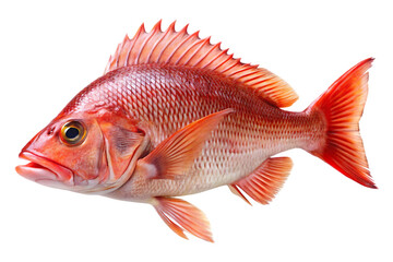 Obraz premium Red snapper fish, isolated on white background.png