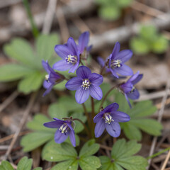 Spring wildflower portrait: close-up of purple and blue fumewort flower (Corydalis solida) in natural woodland habitat