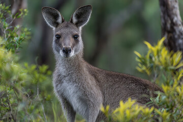 Fototapeta premium Young kangaroo standing in green natural habitat with attentive expression and soft fur texture in forest environment