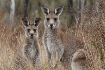 Fototapeta premium Wild kangaroo mother and baby standing upright in natural bushland with dry grass and trees, showing alert and calm expression in their natural habitat
