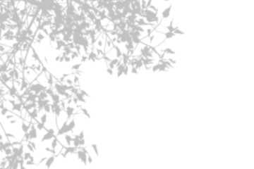 Natural branch leaf shadow overlay effect isolated on transparent background. Tree branch shadow decoration for summer spring project. Blurred shadow mockup backdrop design elements. PNG