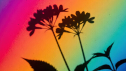 Silhouette of wildflowers against rainbow sunset