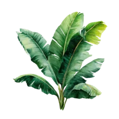 Lush Green Banana Leaves Plant on Black Background tropical foliage © Majnu