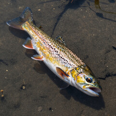 Obraz premium Single brown trout fish in isolation
