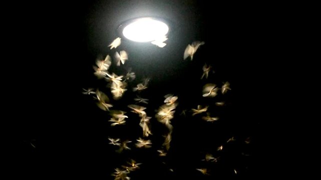 Mayfly on night