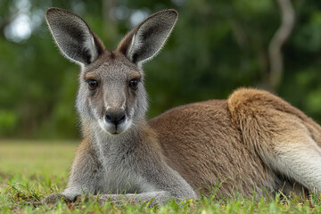 Fototapeta premium Young kangaroo lying on green grass with relaxed expression in natural wildlife environment during daytime