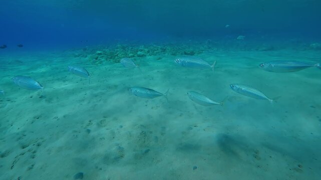 Follow shot, School of mackerels swims above sandy seabed, Close-up, Slow motion of Striped mackerel or Indian mackerel, Rastrelliger kanagurta shoal in shallow water