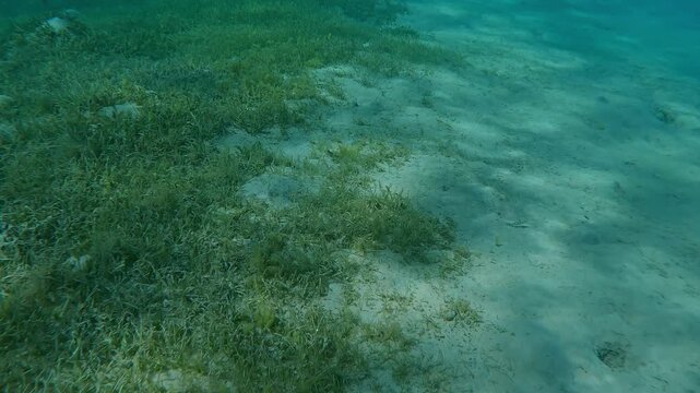 Clear line of sandy bottom and growth of sea grass and sand on the seabed, Slow motion floating over the border separating seagrass meadow and desert sandy-silty bottom