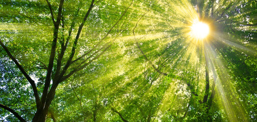 緑の木　太陽光