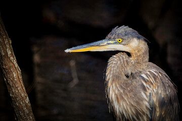 Stumpy Lake Great Blue 3