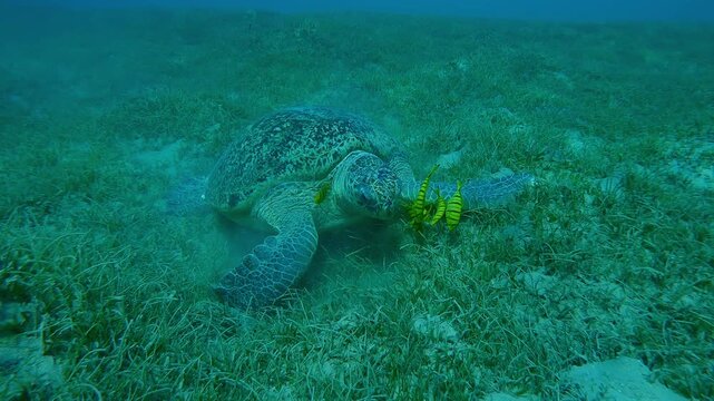 Movement backward from Green Sea Turtle, Chelonia mydas feeding sea grass on seabed with school of Golden Trevally, Gnathanodon speciosus, Slow motion 