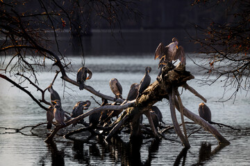 Sunning in the Morning