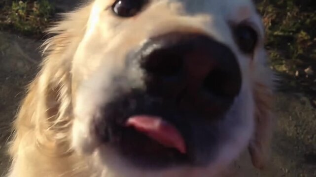 Golden Retriever dog sniffing camera lens outdoors. Close up point of view shot, bright natural light. Curiosity concept.