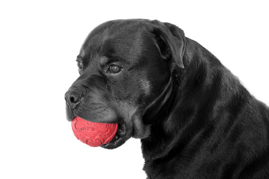Rottweiler Noir et Blanc