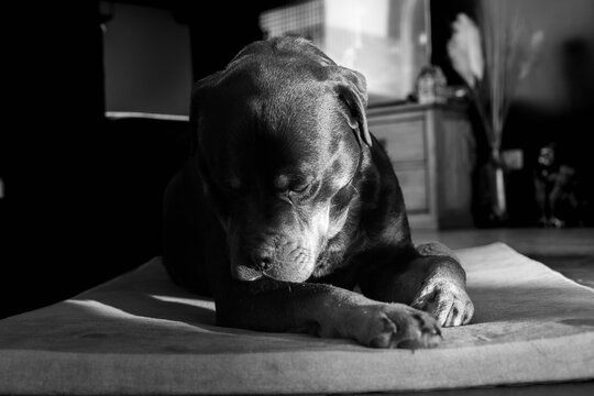 Rottweiler Noir et Blanc