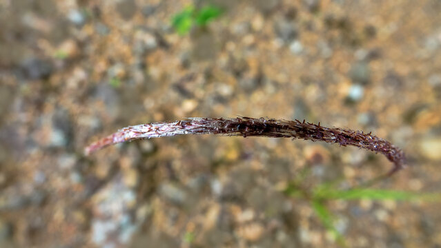 The ear of grain, spikelet bent into an arc under the weight of the dew. Metallic ebb plant, iron ear. Borneo