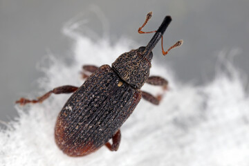 Bradybatus kellneri, beetle, weevil in family Curculionidae. The larvae develop in maple buds.