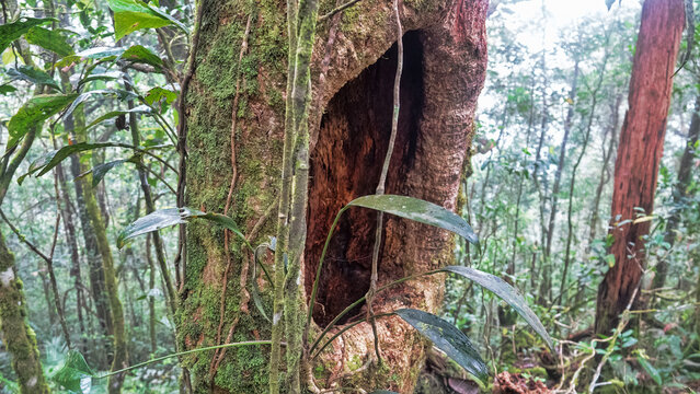 A typical hollow tree, owl nesting cavity. The hollow tree is covered with moss. Mountain cloudy forest, hylea in Malaysia, Borneo, Gunung Kinabalu, monsoon season.