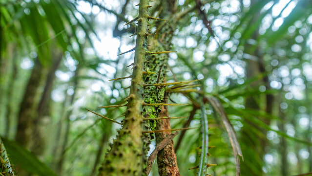 This prickly palm resembles as Rattan palm (Calamus sp.) tropical climbing vine of the Palm family. Mountain cloudy forest, hylea in Malaysia, Borneo, Gunung Kinabalu, monsoon season.