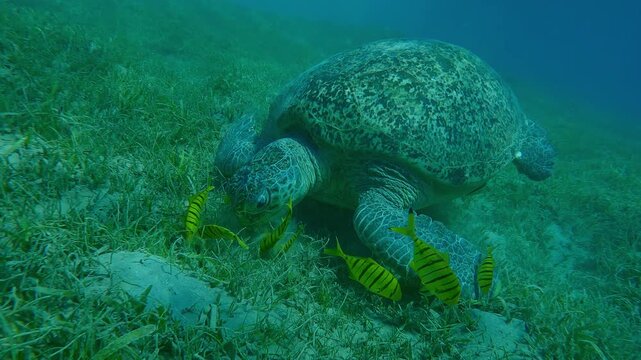 Close up of Green Sea Turtle on a sandy-silty seabed eating green Eel grass accompanied by a group of Golden Trevally at daytime, Slow motion