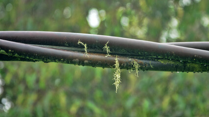 The difficulty of wiring in the rainforest is that the constant humidity causes even special plastic-coated cable to become covered in moss and become damaged.