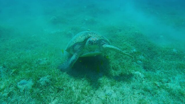 Front view of Green Sea Turtle swimming away from a sandy-silty seabed accompanied by a school of Golden Trevally, scratching its head with its front fin, Slow motion, Closeup