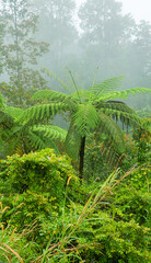 Cloud forests, hylea of Borneo, Malaysia. A permanently cloud-covered forest during the monsoon period. High biodiversity of the biosphere. Tree fern (Alsophila)
