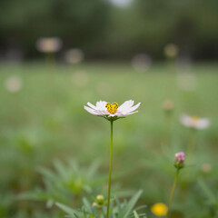 Obraz premium Bokeh-style summer landscape with a green, blurred nature background