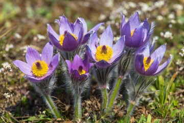 Pasqueflowers pulsatilla grandis greater pasqueflower