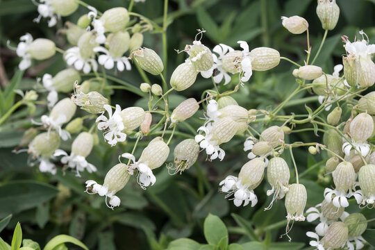 Beautiful bladder campion (silene vulgaris) flowers.