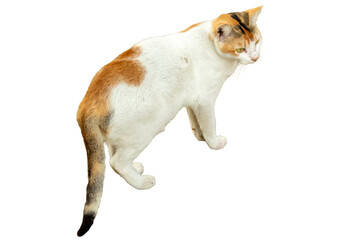 an orange and white cat leaping in mid-air © Pixel Prism