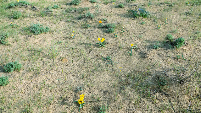 Spring flowering desert of Central Asia. Desert Iris (??ris tenuif??lia) and Golden tulip (Tulipa chrysantha. Areg in the White Desert (Akkum), where the Aral Sea once stood. Carex arenaria around