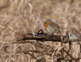 Fototapeta premium robin on a branch